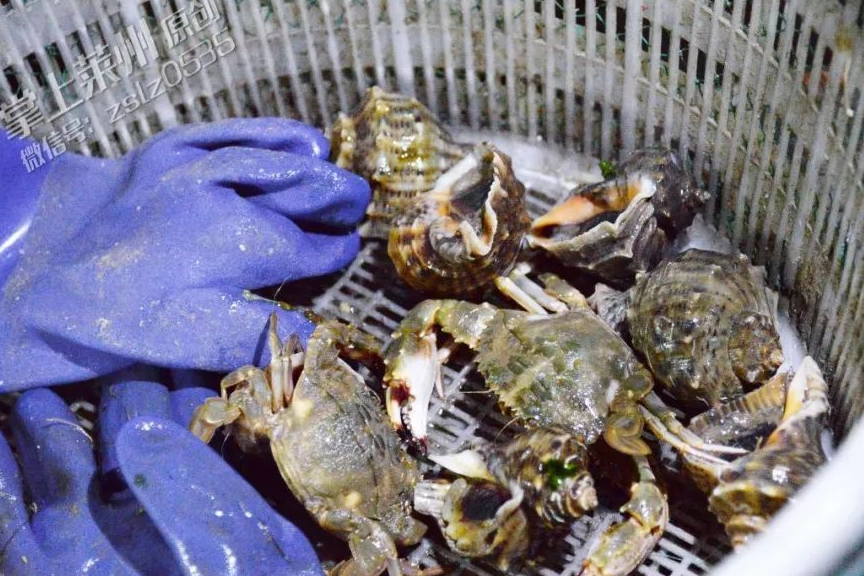 原创春天烟台莱州三山岛渔港第一批海鲜上岸好热闹