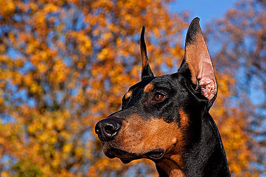 宠物知识德系杜宾犬外表标准