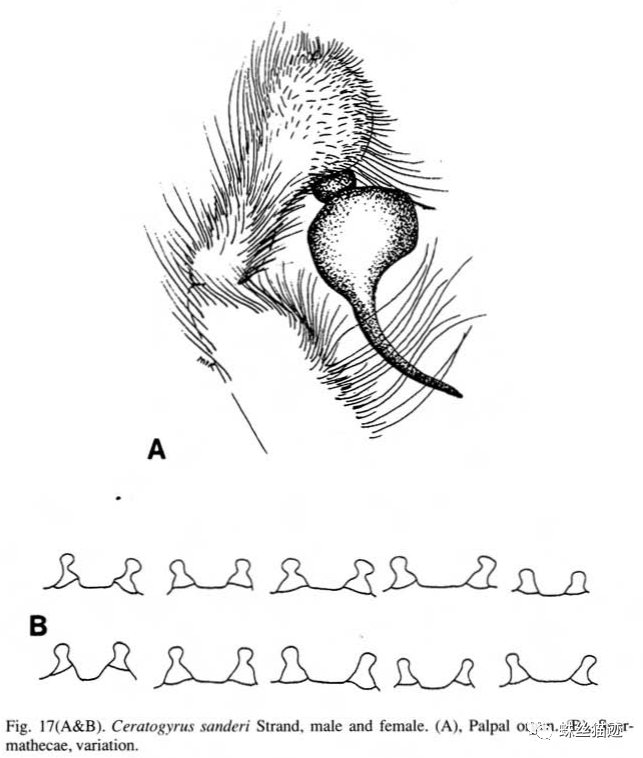 背上长犄角来自非洲的角巴布