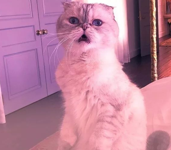 霉霉身价九位数的猫,培养成自己赚"小鱼干"_耳猫_olivia_泰勒斯威夫特