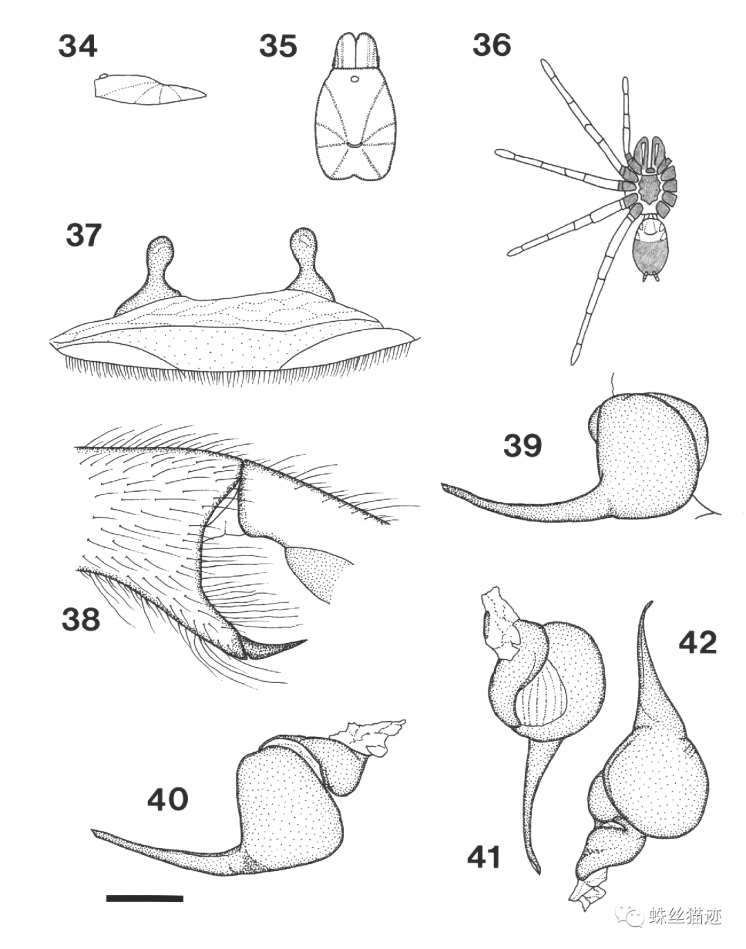 背上长犄角来自非洲的角巴布