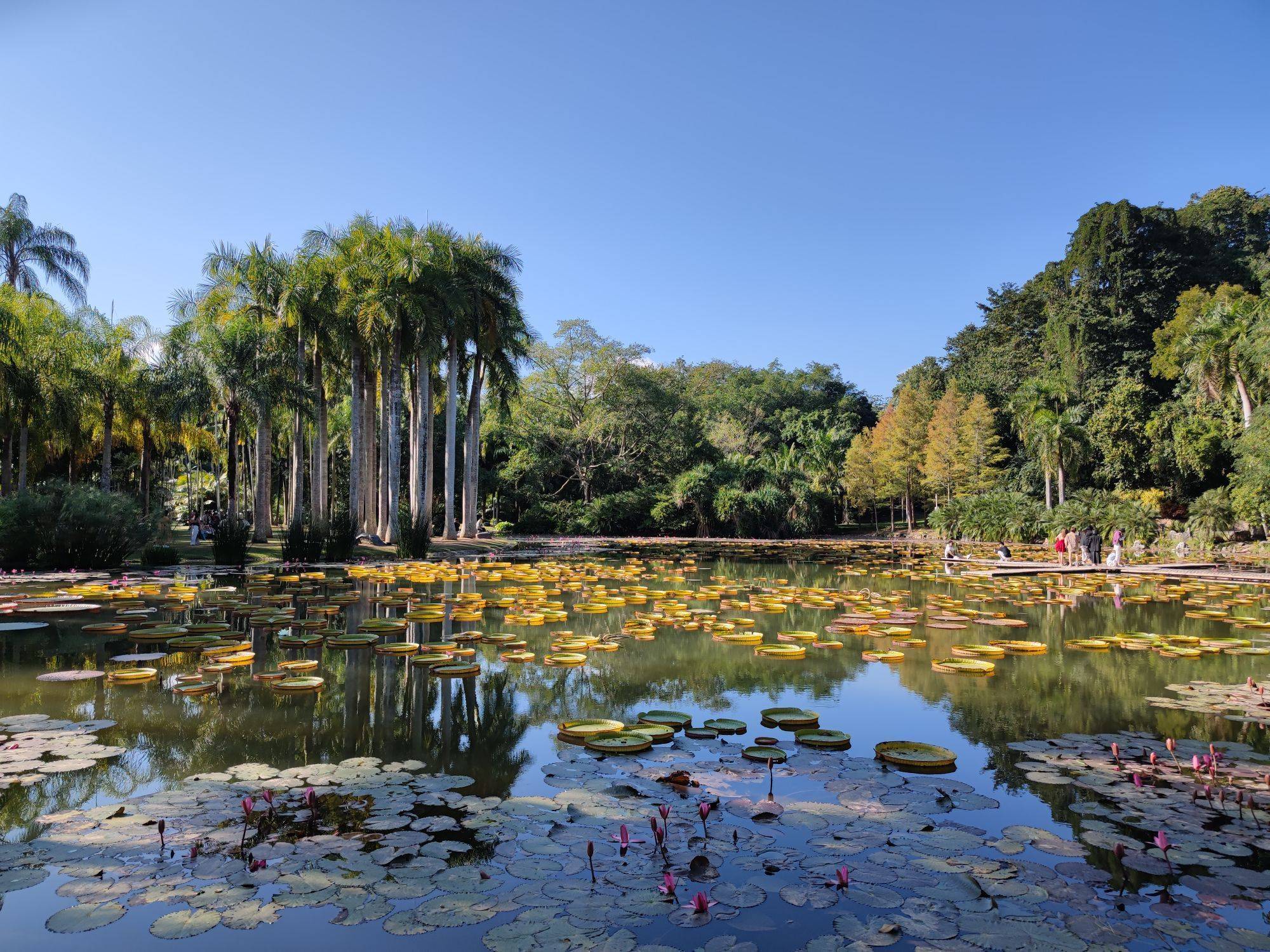 原创西双版纳热带植物园蜉蝣爆发密密麻麻遮天盖地对人有影响吗