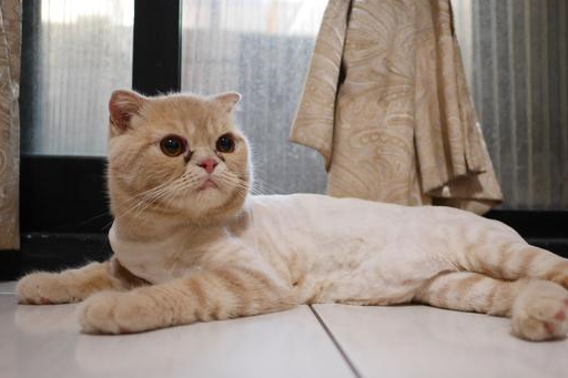 原创折耳猫患上肥厚型心肌病遗传为主要成因之一主人需日常多关注