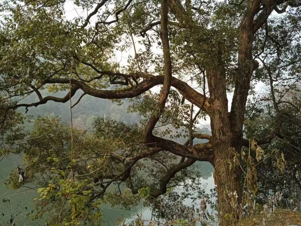 一个人的跨年之旅——徒步浏阳河散记(二)_樟树_河岸_公路