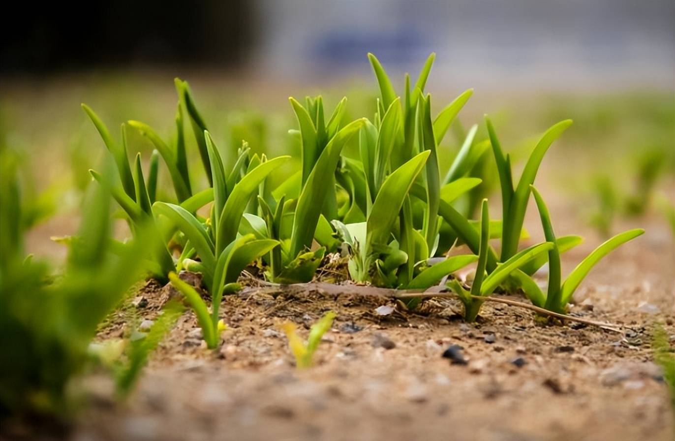 原创原创诗词管恩锋阅尽人间真本色忘我开怀一缕清风入苏幕遮12首