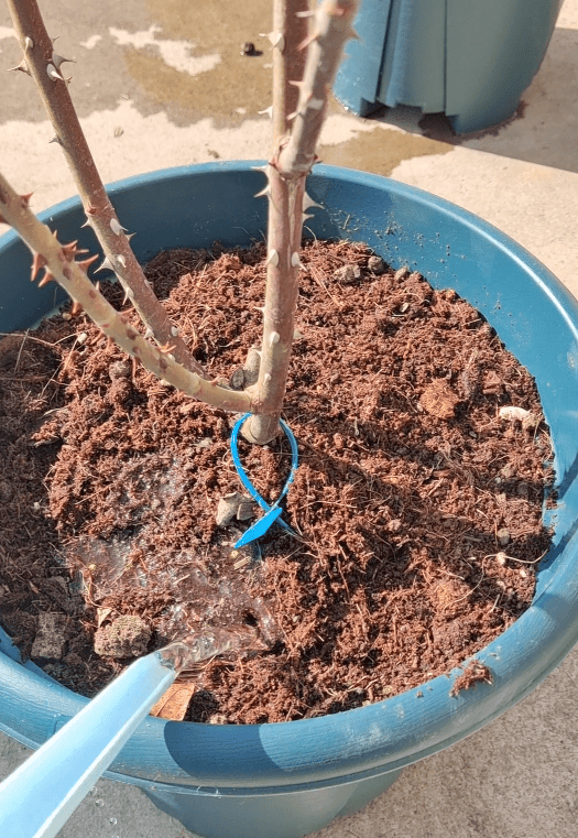 蓝妖3月份月季管理做好这3要点盲芽少不生病轻松开爆盆