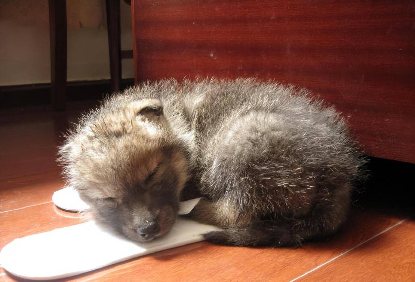 2010年,成都女孩把狼当儿子养,10年后结局催人泪下_李微漪_草原_皮子