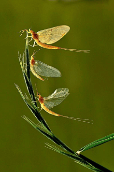 西双版纳热带植物园蜉蝣爆发,密密麻麻遮天盖地,对人有影响吗?