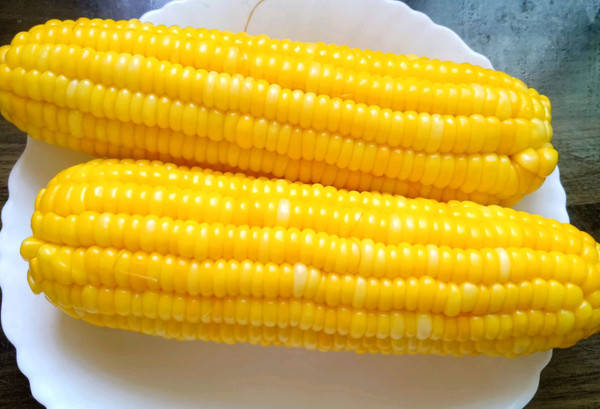 玉米产业的领航者_吕文_种植_挑战