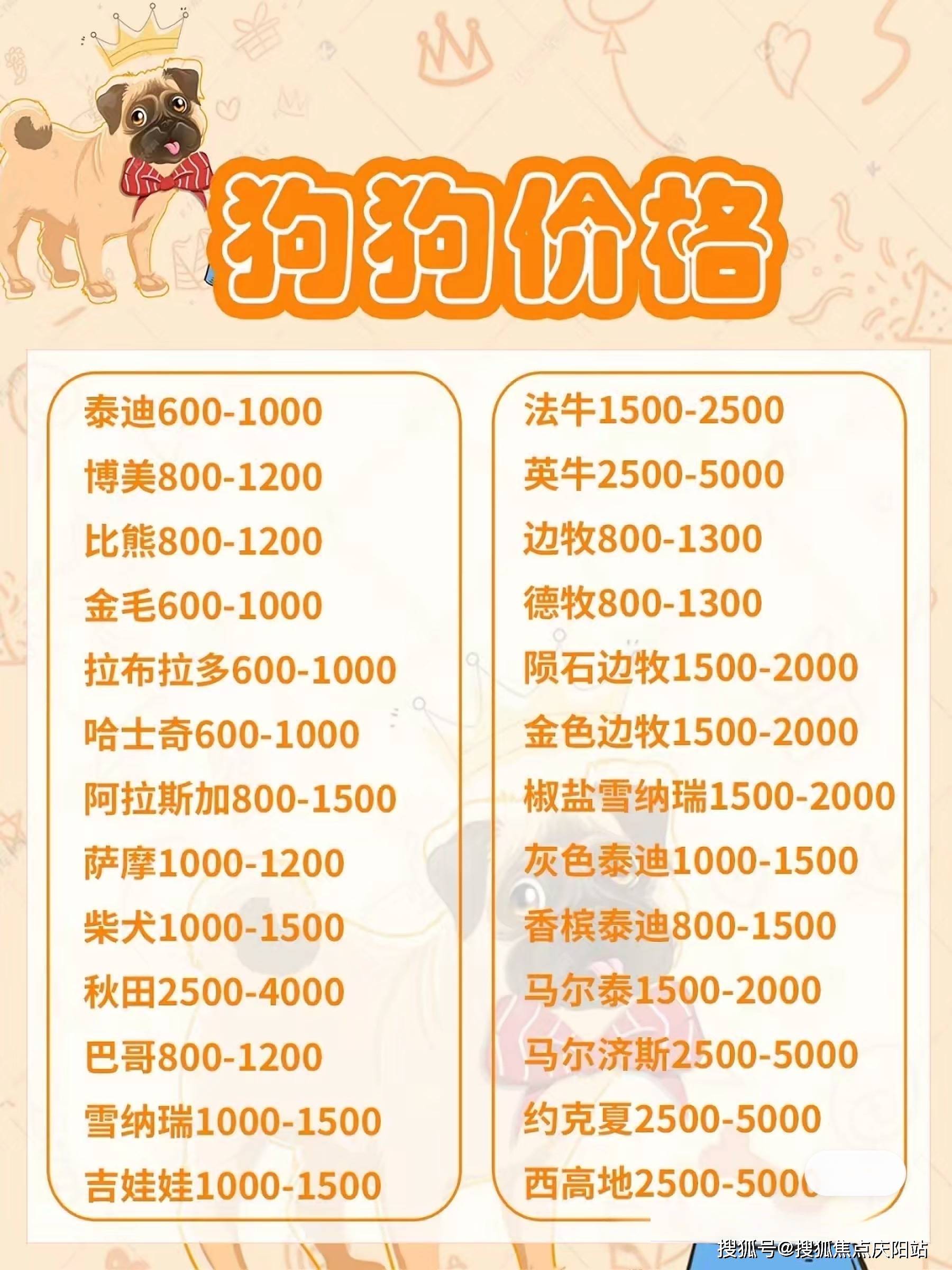 广州买金渐层猫最好去哪里买广州买金渐层猫这里安全