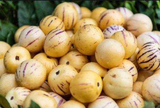 原创经常吃人参果4个好处或会悄然而至但有3类人不能随便吃