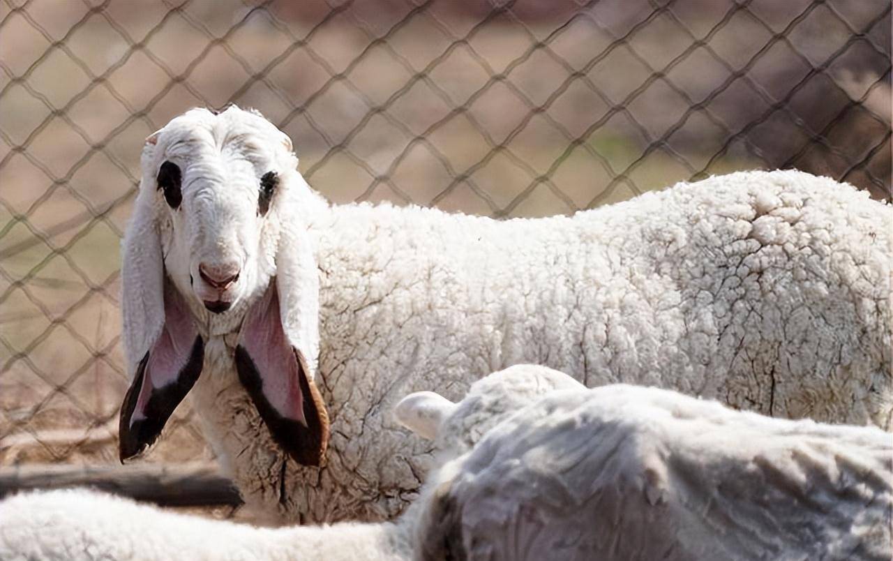 原创世界上最贵的四种羊一只瓦格吉尔羊曾卖到1200万它为啥这么贵