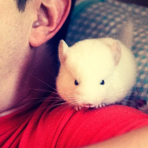 原创萌翻大众的龙猫到底是什么动物和把它作为宠物该怎样饲养呢