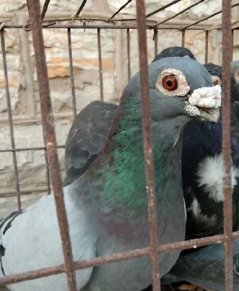 原创人走鸽散怀念鸽王叔叔