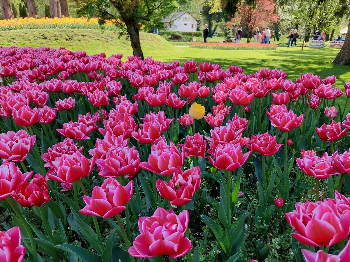 的花海_植物园_garden
