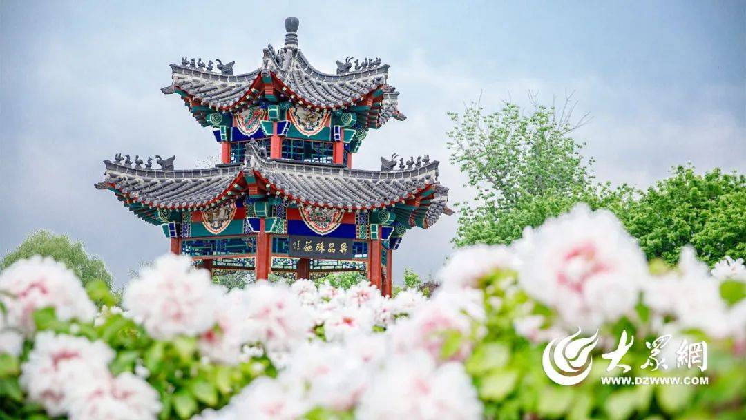 2024牡丹节会特辑牡丹盛会看菏泽的准备