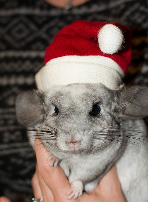 原创萌翻大众的龙猫到底是什么动物和把它作为宠物该怎样饲养呢