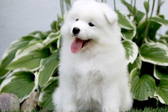 牵出去威风凛凛,但是一撒手就乖乖跟别人走_萨摩耶_哈士奇_小时候