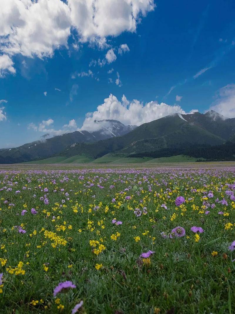 报团去新疆7天导游价格,新疆伊犁七天私人导游定制行程_旅游_阿林
