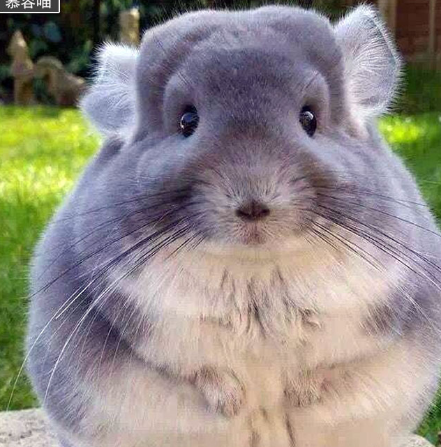 原创萌翻大众的龙猫到底是什么动物和把它作为宠物该怎样饲养呢