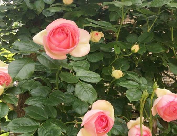 月季_花友_什么