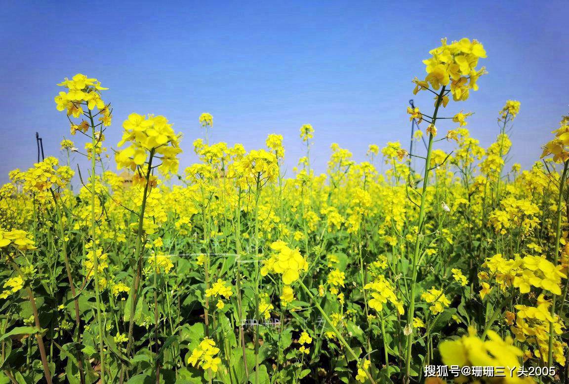 原创广州春天小众赏花地相思街80亩油菜花绽放无门票附攻略