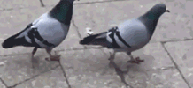 218_100gif 动态图 动图