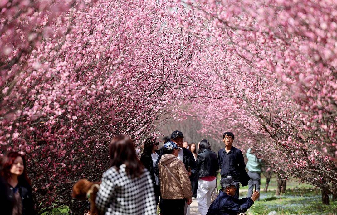 春至古城西安 赏梅正当时_梅花花_雷伟东_市民