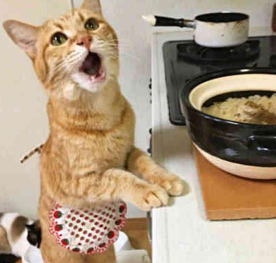 网友:想偷_猫咪_小奶_大神