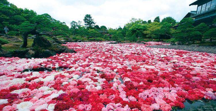 原创在日本鸟取县悠闲漫步跟名侦探柯南来场邂逅大啖美味鳗鱼料理