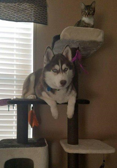 原创身为宠物的哈士奇自己也养了一只宠物二哈我也是猫奴