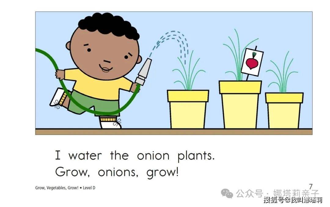 i water the onion plants.grow, onions, grow!