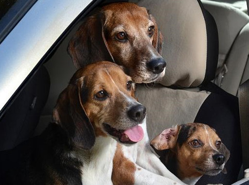 原创你喜欢与人相处还是与狗相处看完这几点你就懂了