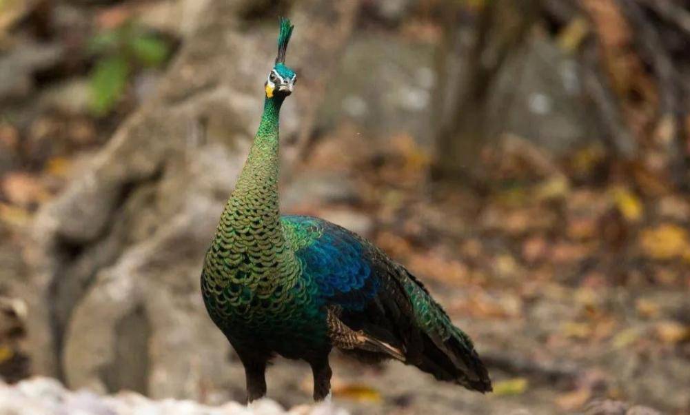 原创2020年全国不足500只的绿孔雀逼停云南玉溪价值39亿水电项目