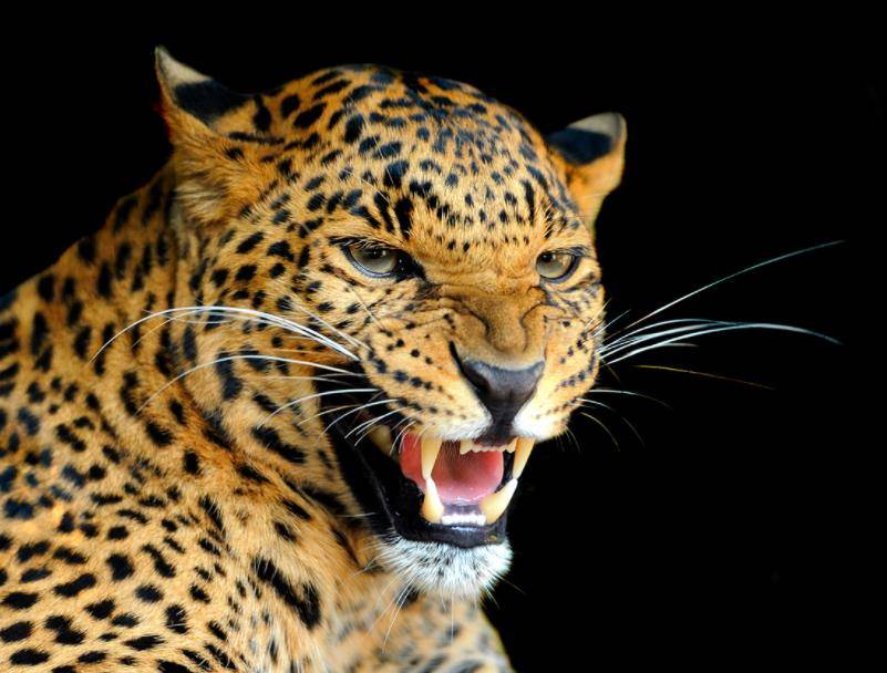 原创陈传香19岁徒手杀豹被誉为女武松火遍全国晚年怒烧奖状