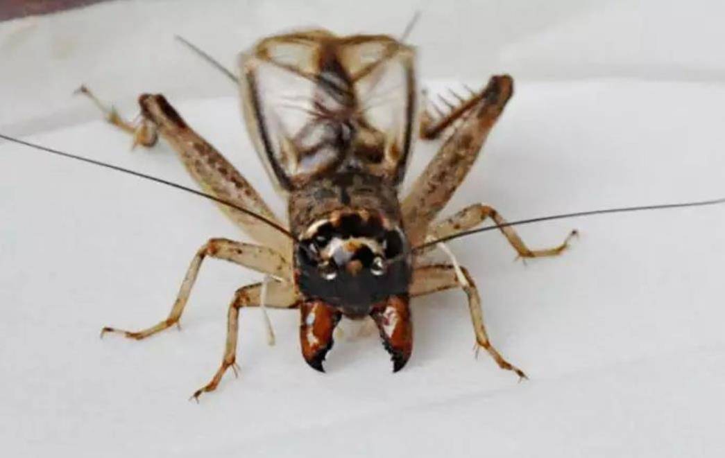 原创山东蟋蟀经济一个小镇几十天有超过6亿资金在当地流动