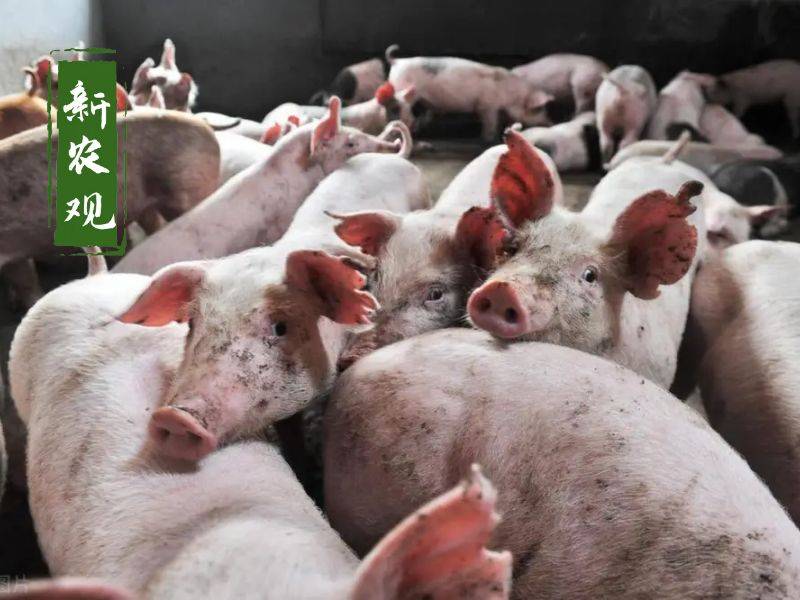 原创强心剂来了专家预计下半年猪市有望整体盈利具体怎么说的