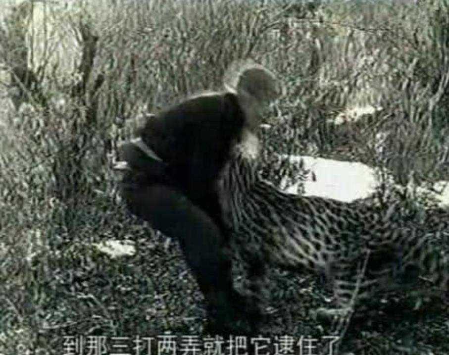 不出何广位所料,豹子果然跟着年轻人到了树下,一跃就上了树.