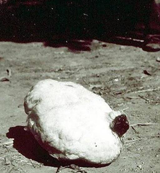 70年代无头鸡麦克在失去头部后存活了整整十八个月
