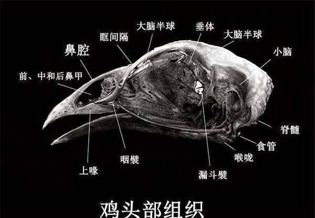 70年代无头鸡麦克在失去头部后存活了整整十八个月