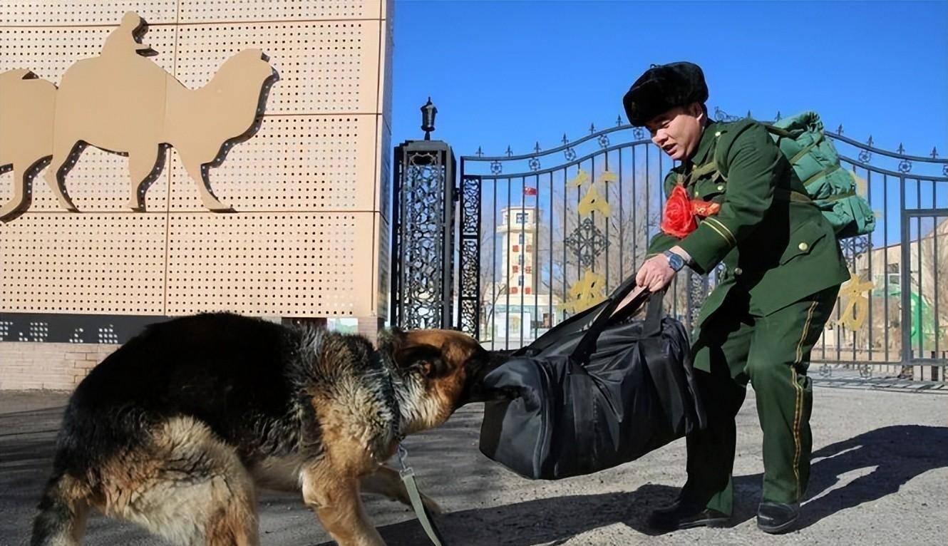 而导演姚守岗在采访中表示,这条军犬是为艺术贡献,还为它摆脱了疾病的