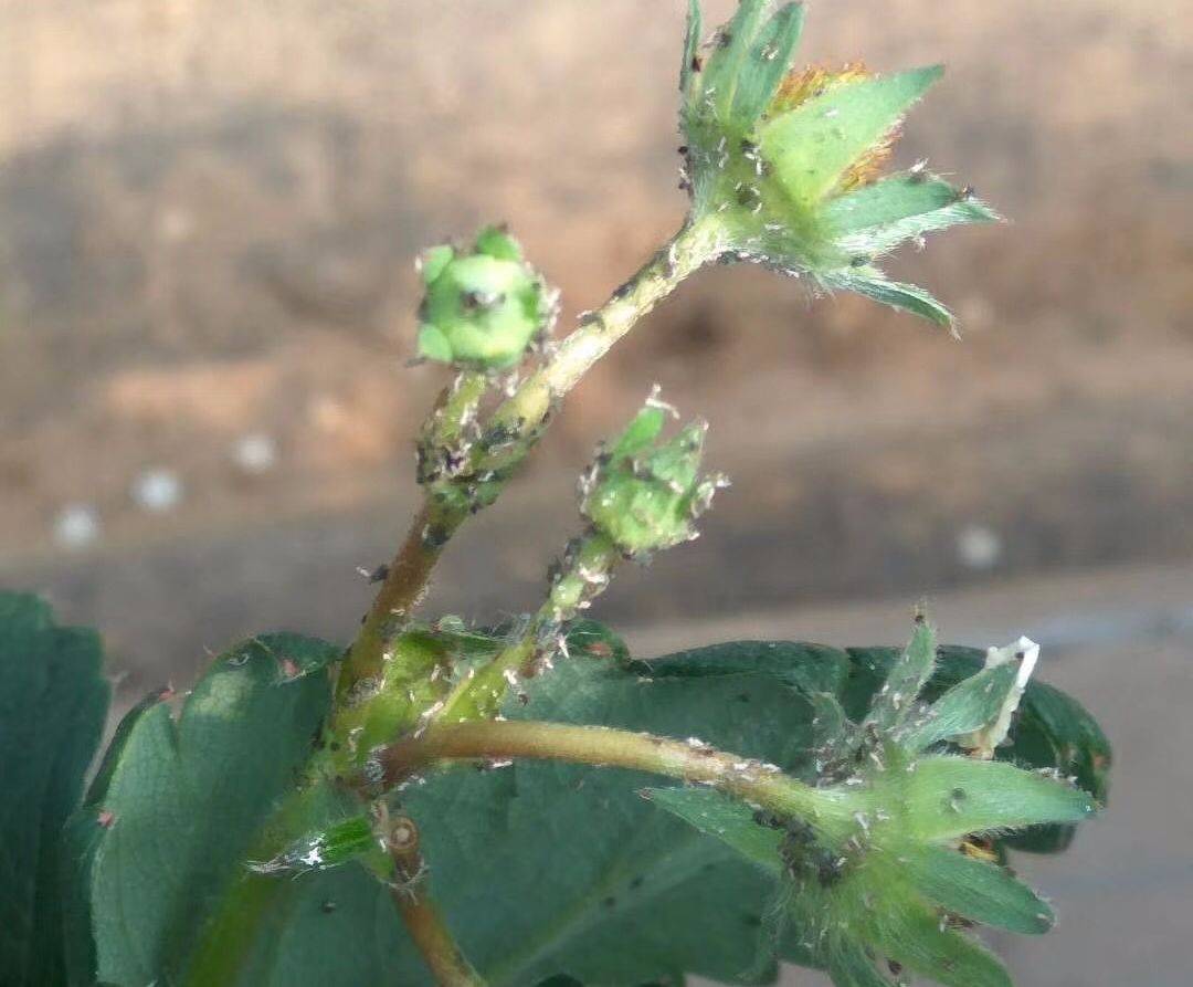 内附方法!_防治_植株_草莓