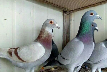 信鸽引种打公棚首先要做好全赔的打算