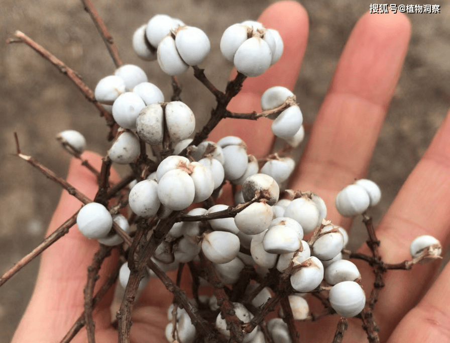 乌桕,又称桕树,木梓树,有4大作用,价值极高,农民朋友要了解!