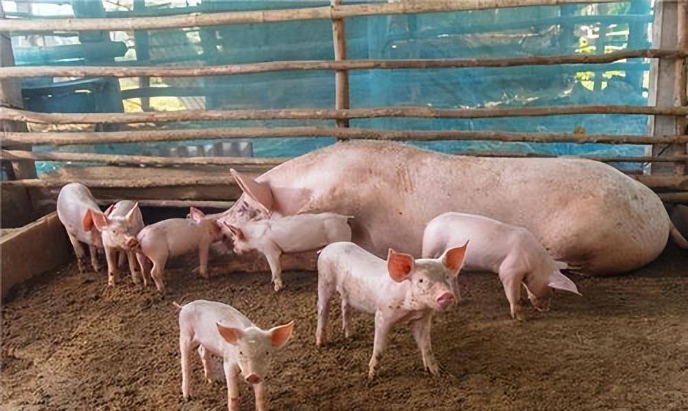 猪圈莫名其妙地被打开是否真的有灵异事件还是人为故意导致