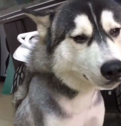 原创原来调皮捣蛋的二哈也会哭简直是成精了不过它哭了主人却笑了