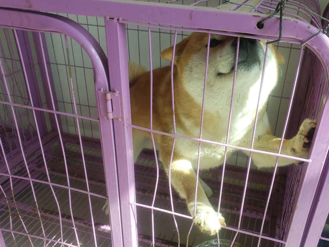 原创新手别买错了老手也要注意柴犬和中华田园犬的明显差别