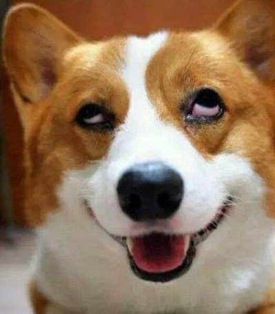 养只柯基是什么体验不说我都以为是养了只二哈