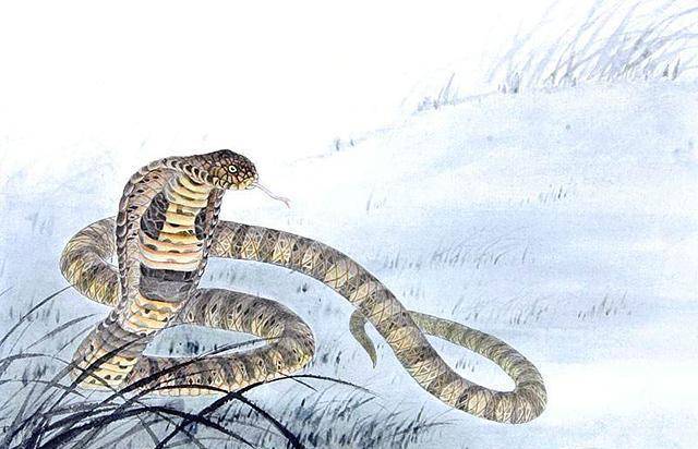 蛇族的800和方氏一族的800正好相抵,冥冥之中应了红衣老人的含恨起誓