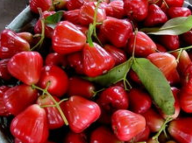 南方最奇葩水果一年结果最高可达6次网友吃过太失望